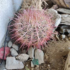 Red Barrel Cactus