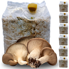 6 KIT COLTIVAZIONE FUNGHI CARDONCELLI PANI DI FUNGO CARDONCELLO SUBSTRATO 3 KG