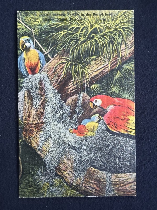 Macaw Family At Parrot Jungle in Miami FLORIDA Linen Postcard, c1940s Era