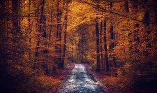 Landscape path forest fall Custom Gaming Mat Desk