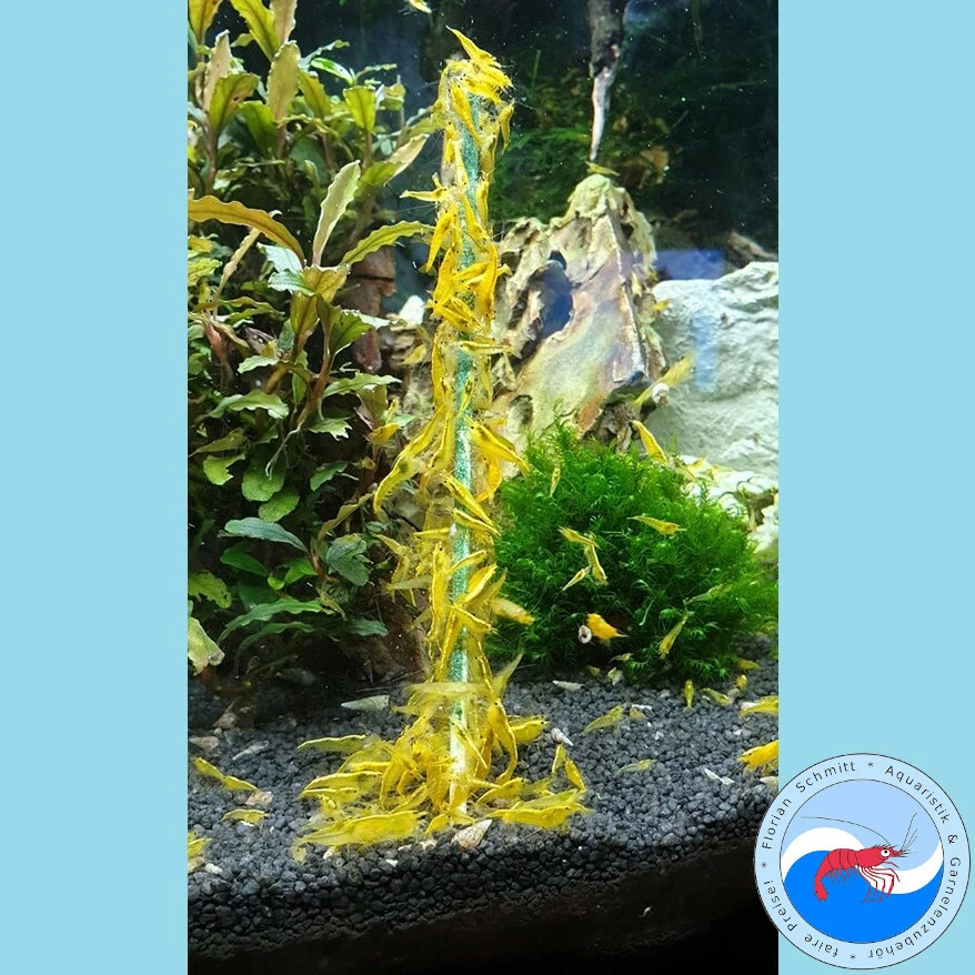 Shrimp Lollies Set AUSWAHL // 3x10 Stück // *AKTION* // Garnelen Futter - Bild 2 von 4