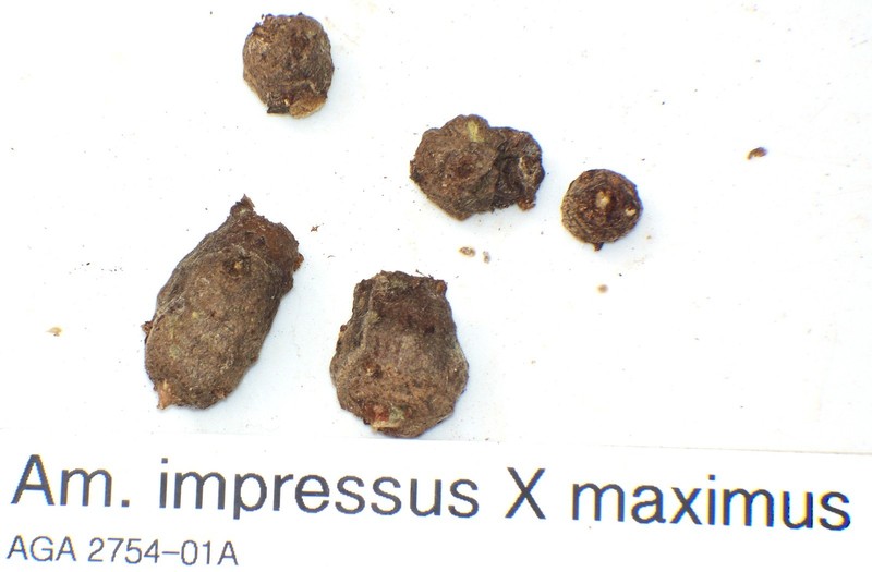 Amorphophalus Hybrid  [impressus X maximus] - Rare aroid
