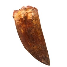 6.6cm Carcharodontosaurus Tooth Fossil – 100% Natural Authentic Dinosaur Toot