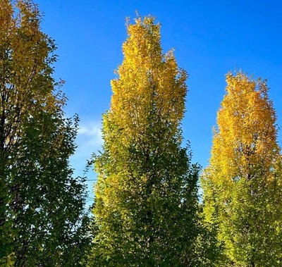 Carpinus betulus cv FRANS FONTAINE - European hornbeam | Common hornbeam