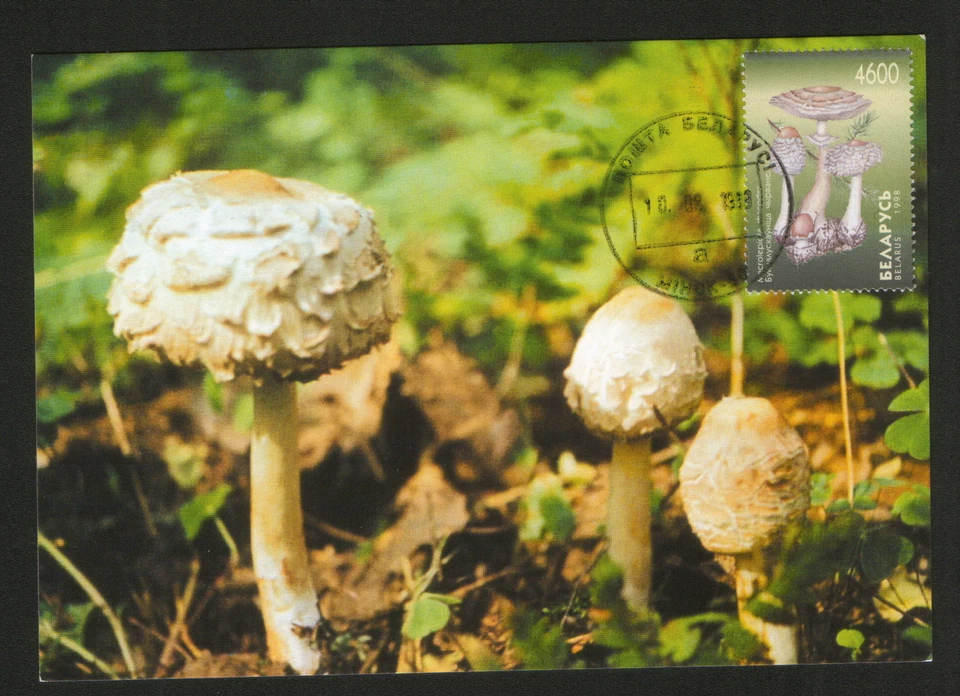 BELARUS-5 MC - FLORA-MUSHROOMS-1998. - Image 3 of 3