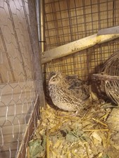 6 Jumbo Pharoah Coturnix Quail Hatching Eggs