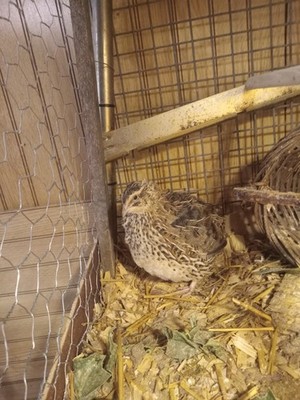 12+  XL Jumbo Brown Coturnix Quail Hatching Eggs