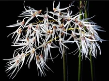 Dockrillia calamiformis Pencil Orchid Species Fragrant Species Rare Orchid