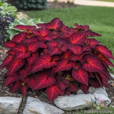 25+ Superfine Rainbow Volcano Coleus Seeds for Garden - USA - FREE SHIPPING!