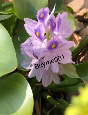 Four 4 Pond Plant Water Hyacinth Floating Purple Flowering Pond Plants Healthy