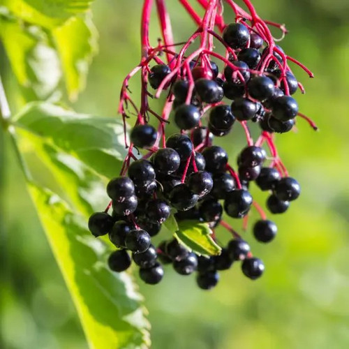 Healthy 3 Elderberry Plants 1 York 2 American Elderberry Strong Roots Organic
