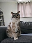 dukbukki
