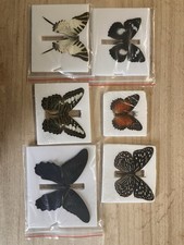 6 X gespannte Originalfalter / Schmetterlinge &ndash; Zustand A1/A-