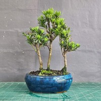Buddhist Pine (Podocarpus Micro) Bonsai Tree Forest | Upright Grouping | In 16cm