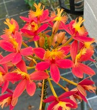 Beautiful Reed Stem Epidendrum Comet Valley Red(Large)