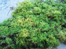Live Fern Moss - 1 Quart bag for Terrarium Vivarium Bonsai Reptile