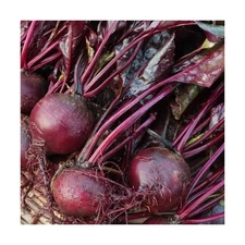 Bulls Blood Beet Seeds for Planting – Heirloom Non GMO Beet Seed Packets w