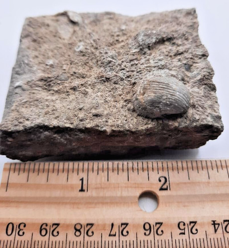 Fossil Brachiopod on Limestone Matrix Mississippian Bangor Limestone , Alabama