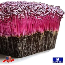 Amaranth Red Garnet Microgreens Seeds Non-GMO Heirloom