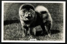 Tobacco Card, Senior Service, DOGS, DOG BREEDS, 1939, Chow, #13