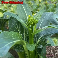 Yu Choy Sum SEEDS | Choi Sum, Chinese Flowering Cabbage SEEDS | NON-GMO