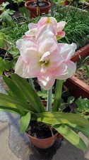 Pretty Imported Double Amaryllis Lily Shoft White Flower Bulb Pack Of 2 Bulb