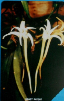 ''Orchid 100'' Phone Card (Flora) - Sierra Leone
