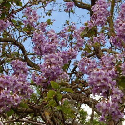 Paulownia Shan Tong 200+ Stück / 5000+ Stück frische Samen, Hybride Paulownia Fortunei