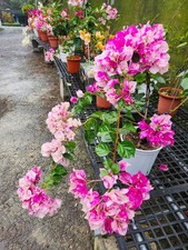  Golden Rao  Bougainvillea Small Well Rooted Starter Plant VERY RARE