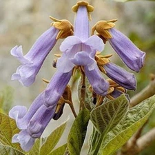 BEAUTIFUL PAULOWNIA TREE Paulownia Elongata 200,500,1000,2000,5k,10k SEEDS