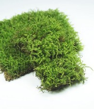 Live Moss for Reptiles   Real Fresh Moss 3.5" x 7" 3-Pack   Soft Green  Mois...