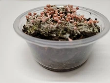 Pink Earth Lichen 2" Section for Succulent, Terrarium or Fairy Garden Ships Free