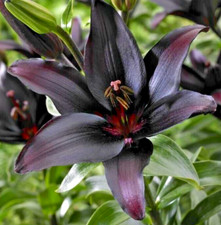 Lilium LANDINI ASIATIC LILY 1 Live Flower Bulb Large Burgundy Red Near Black