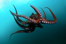 OCTOPUS - Giant Pacific  8X10 GLOSSY PHOTO