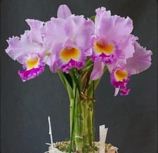 Rlc Rolling Thunder 'El Toro’ X Self Pink Fragrant Orchid Eros Hybrid 6” Pot