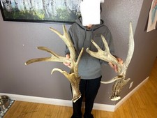 2 CONSECUTIVE Whitetail Deer Antlers Sheds WILD  Horns Pair BIG TROPHY 97”, 91”