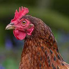 veryangrychicken