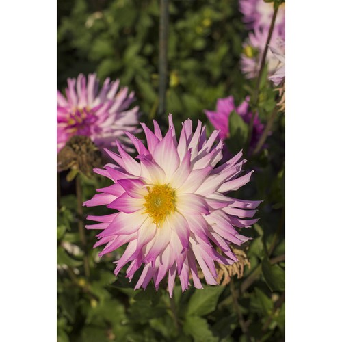 Dahlien Knollen Blumenzwiebeln dahlienknollen Mix Set Blühpflanzen Garten Balkon - Bild 6 von 10