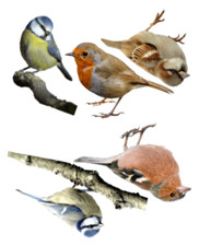 VINYL STICKERS DECALS SET OF 5 GARDEN BIRDS LIFESIZE MATTE