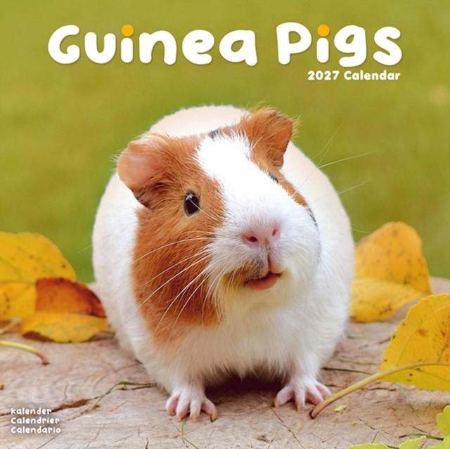 Guinea Pigs Calendar 2027, Wall Calendars, Month To View, Animals, Gift - Image 2