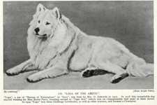 Samoyed "Loga" - 1934 Vintage Dog Art "Photo" Print - CUSTOM MATTED