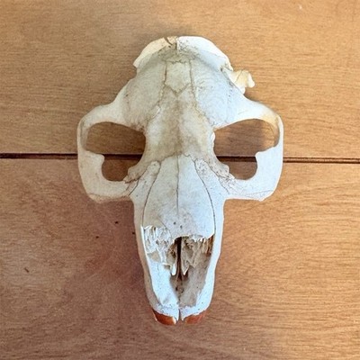 Beaver Skull Taxidermy Small Animal Natural Bone From Animal