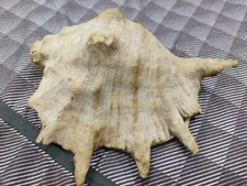 Vintage Strombidae  Lambis Truncata Sebae Sea Shell Aged Beautifully