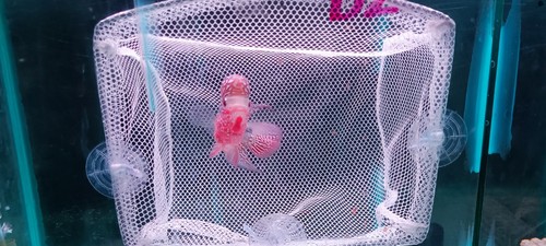 A+++ Live Flowerhorn fish male Super big kok head Size 2.5" -3.0" - Picture 10 of 11