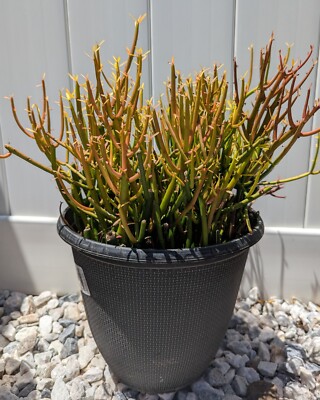 Pencil Cactus, Firesticks | 10 Succulent Cuttings | Easy to Grow! Heights  5-8" | eBay