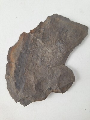 Calamite Fossil Paliozoic Devonian Carboniferous Wise Formation VA 