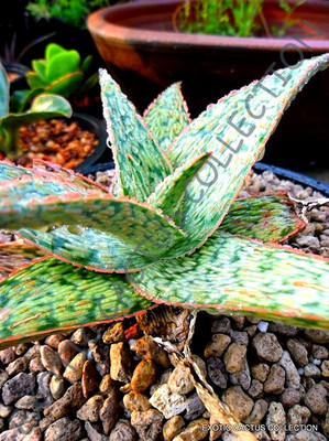 mini succulent identification chart Echeveria Species ID Chart