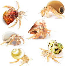 Hermit Crab Shells Medium and Large Growth Turbo Seashells 1  - 2  Shell