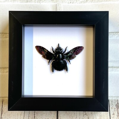 Tropische Zimmermannsbiene (Xylocopa latipes) Schattenkasten Rahmen Display Insekt Käfer