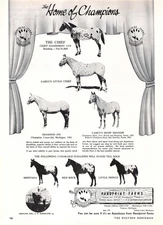 Curtain Graphics Home Of Champions Appaloosa Horses C E Burmeister Vtg Print Ad
